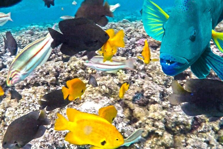 Giftun Island Snorkeling Trip from Hurghada